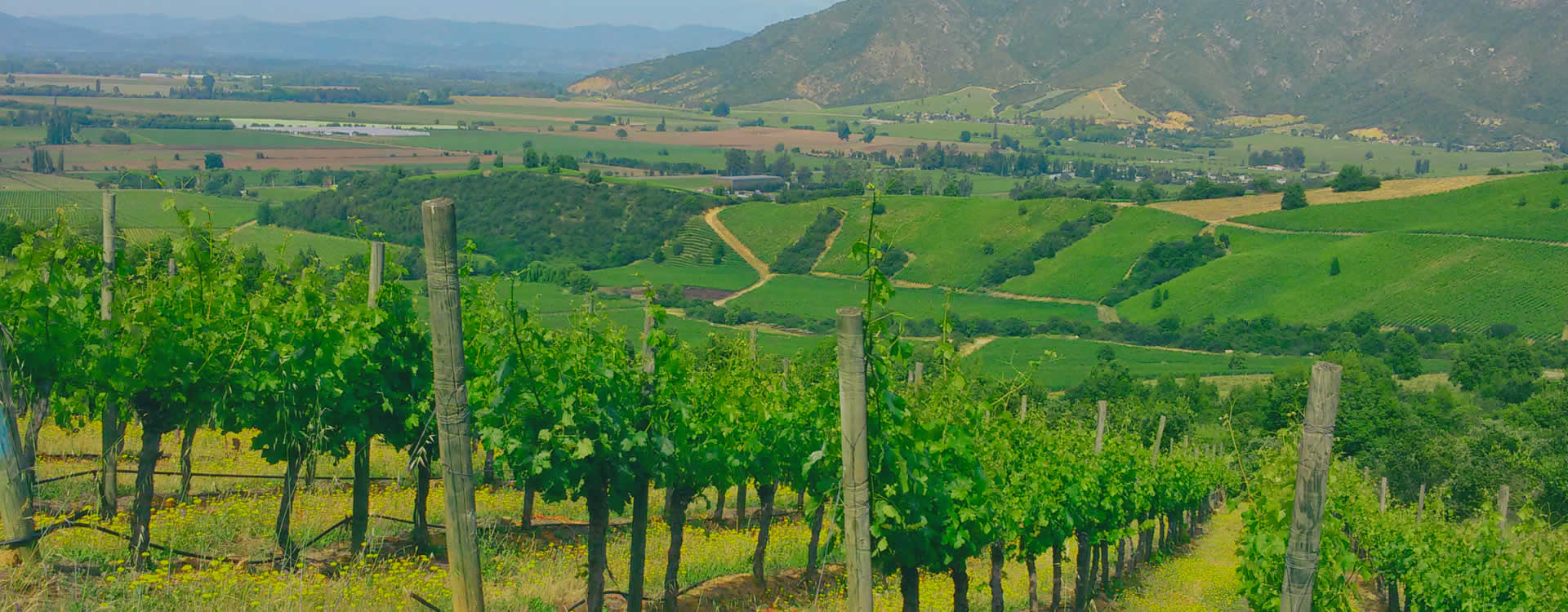 Wine Tours in Chile and Argentina
