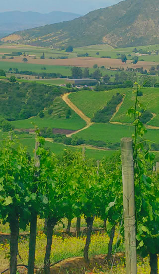 Wine Tours in Chile and Argentina