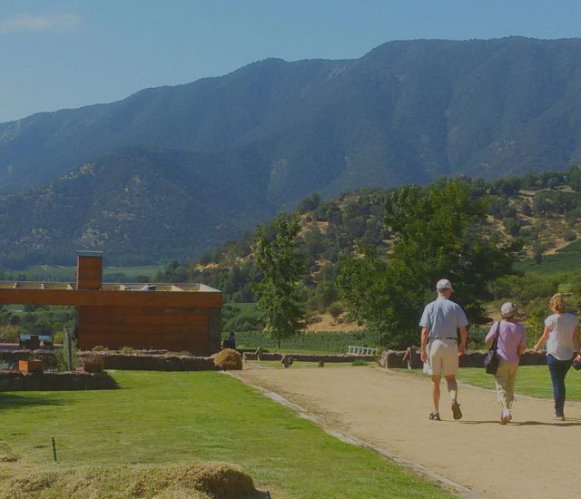 Luxury Red Wine Experience in chile