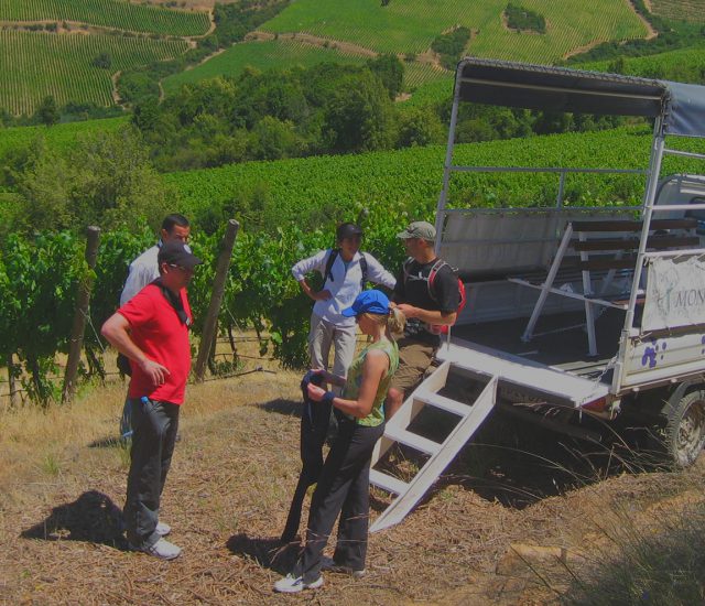 White and Red Wine Experience Chile