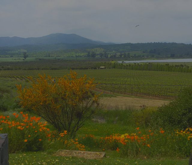 Coastal wine tours in Chile