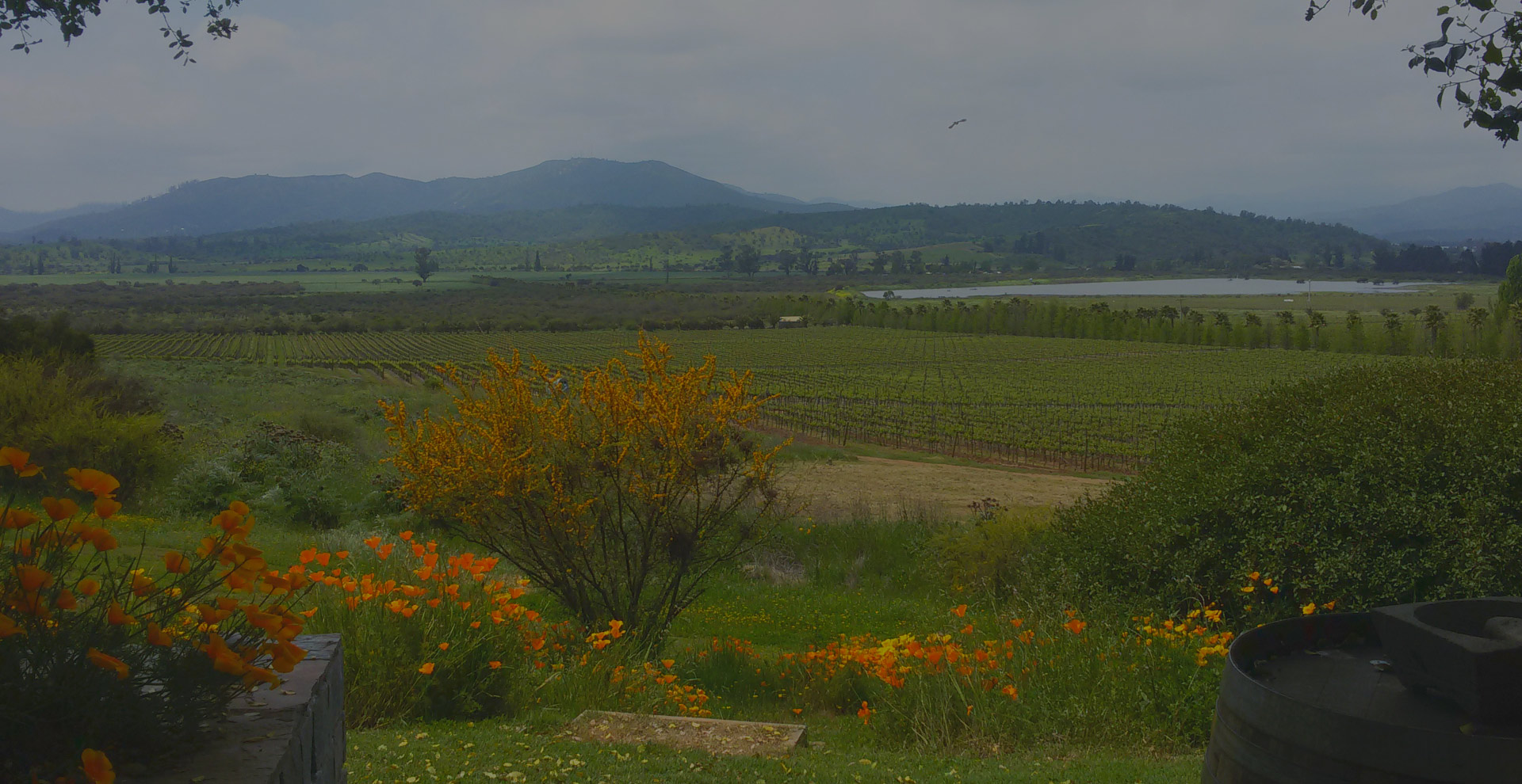 Coastal wine tours in Chile