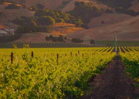Wine and food experience Argentina
